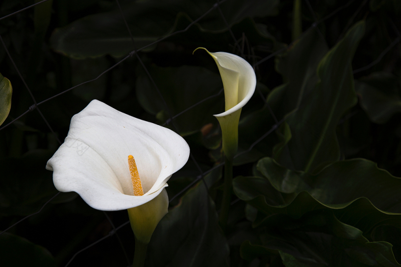白铃花植物
