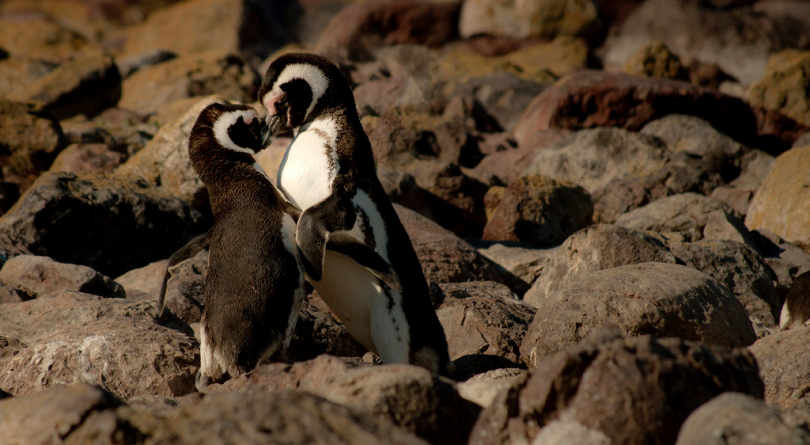 两只企鹅在白天亲吻