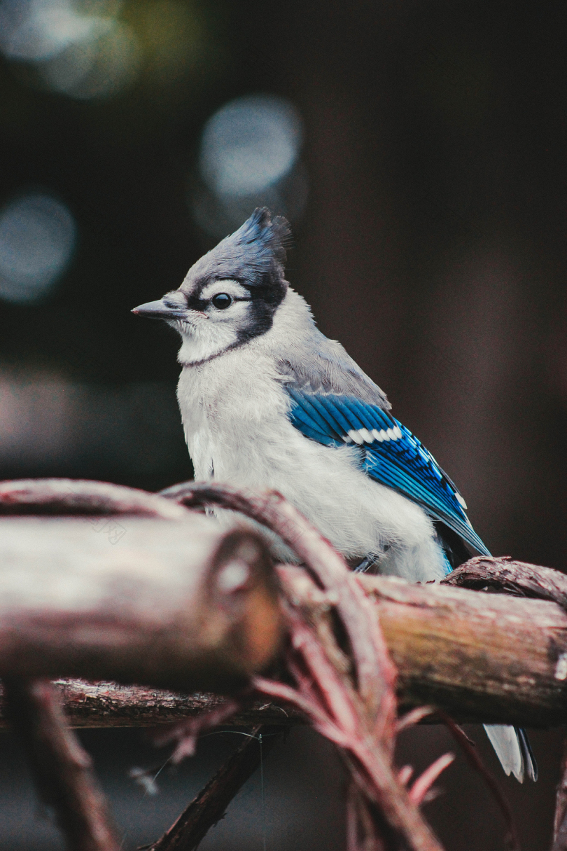 鸟树动物大自然蓝色羽毛蓝松鸦松鸦蓝鸟树枝树冠喙翅膀野生动物鸟类鸟表锋利模糊