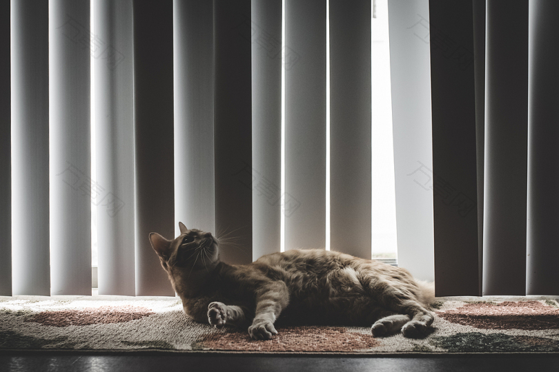 地毯上的棕色猫