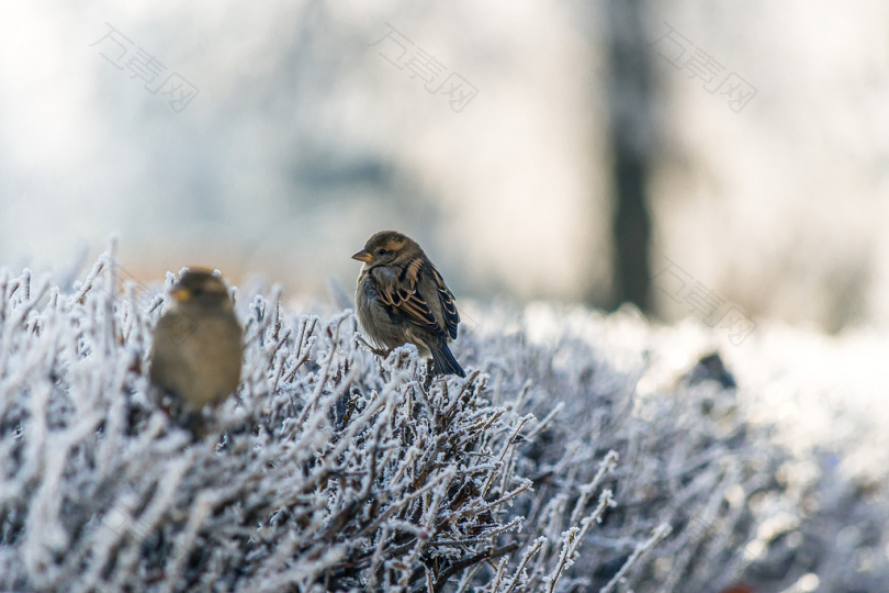 雪地上的两只棕色鸟