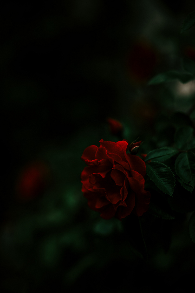 日间红玫瑰花的特写摄影