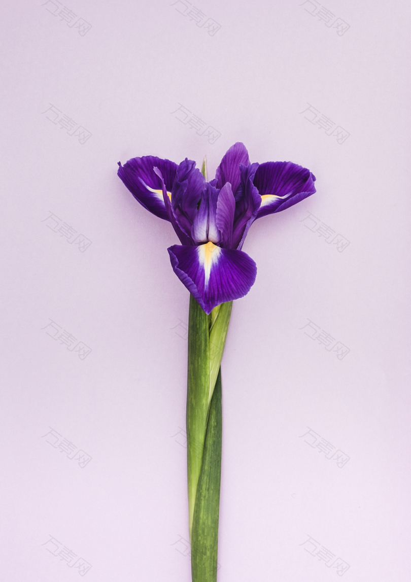 紫瓣花