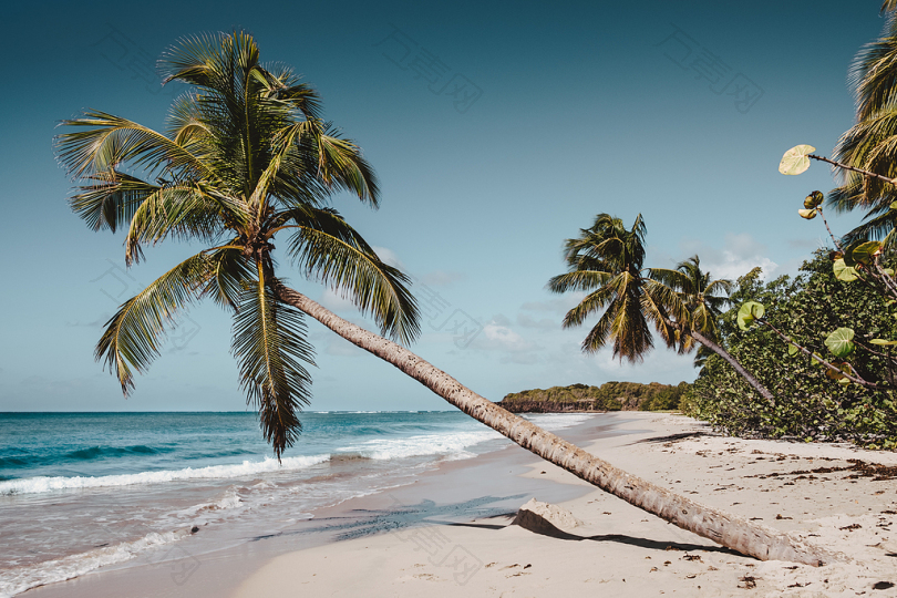 白天海边海边的椰树
