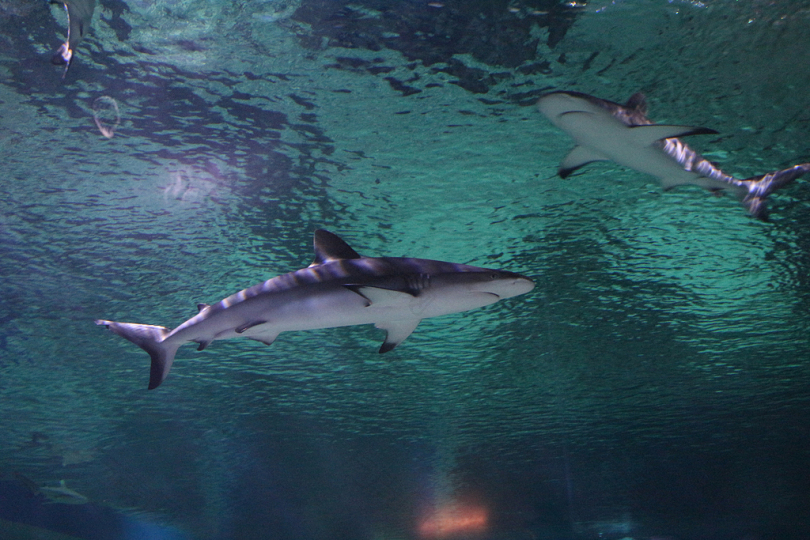 两条黑鲨鱼的水下摄影