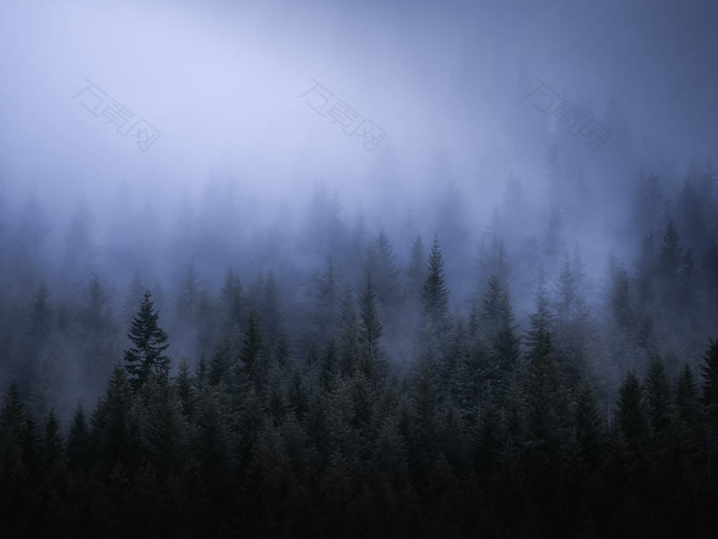 被雾覆盖的森林