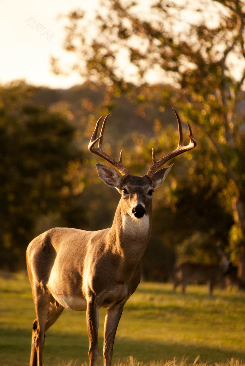 白天在绿草地上站立的褐鹿选择性聚焦摄影