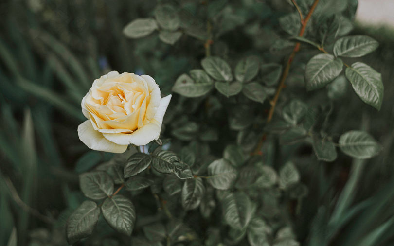 白玫瑰的倾斜镜头摄影