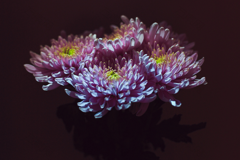 紫色和黄色花瓣的焦点照片