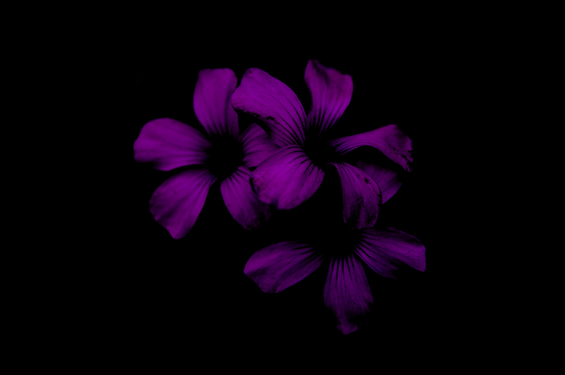 黑色背景下的三朵紫花