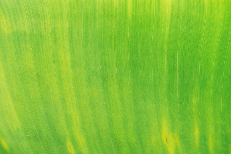 叶花纹纹理线条绿叶植物植物学特写活力石灰绿色