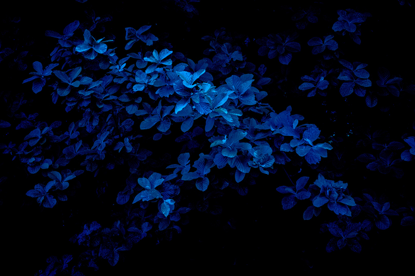 蓝花的宏观摄影