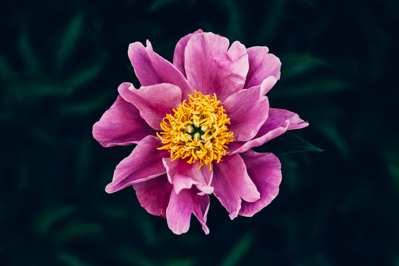 选择性聚焦摄影中的紫色花瓣花
