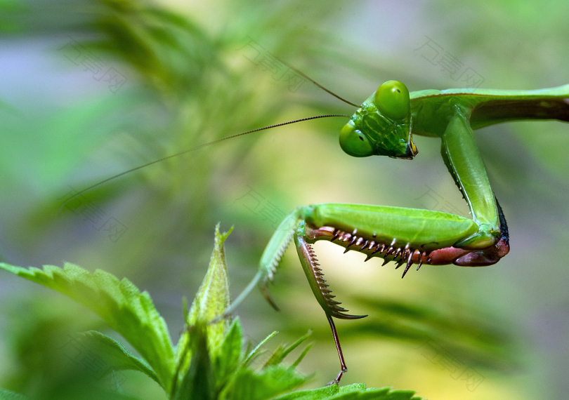 绿色植物螳螂