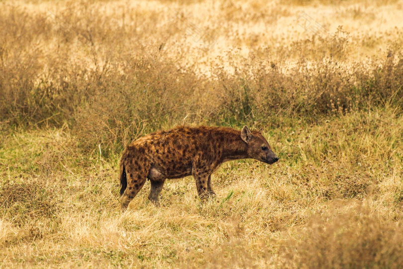 白天拍摄的棕色和黑色鬣狗