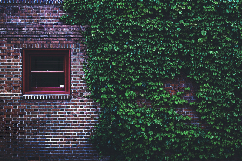 窗玻璃旁的绿墙草