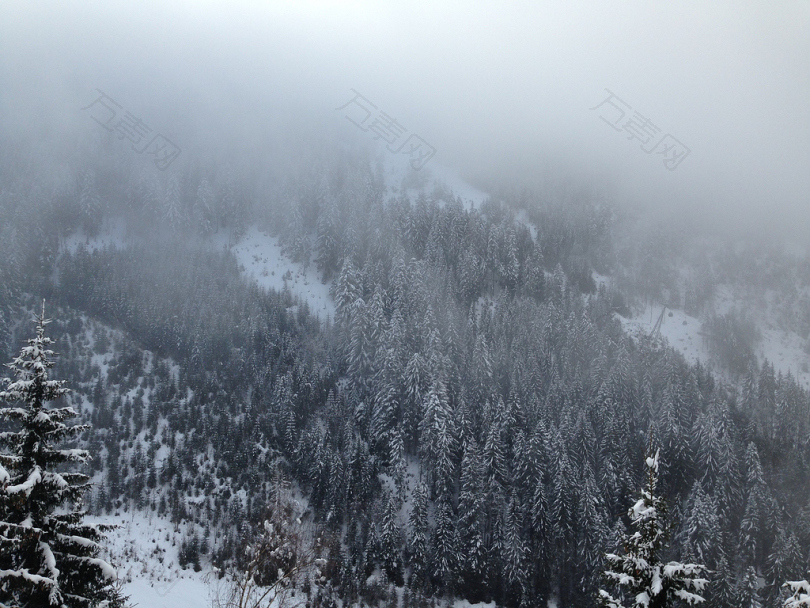 雪覆盖的松树鸟瞰摄影
