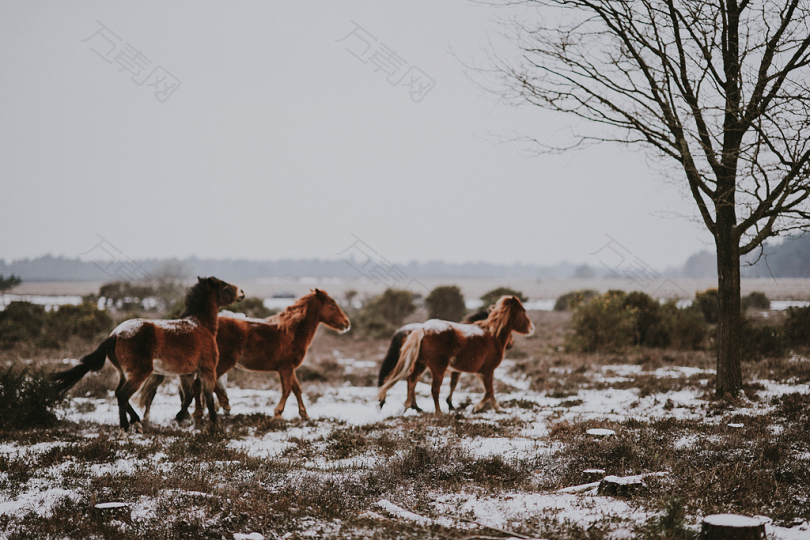 三匹棕色马在黑树附近的风景照片