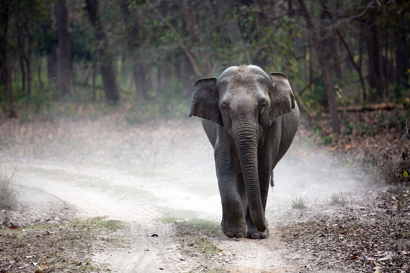 灰色大象幼崽独自行走在路上创造尘埃