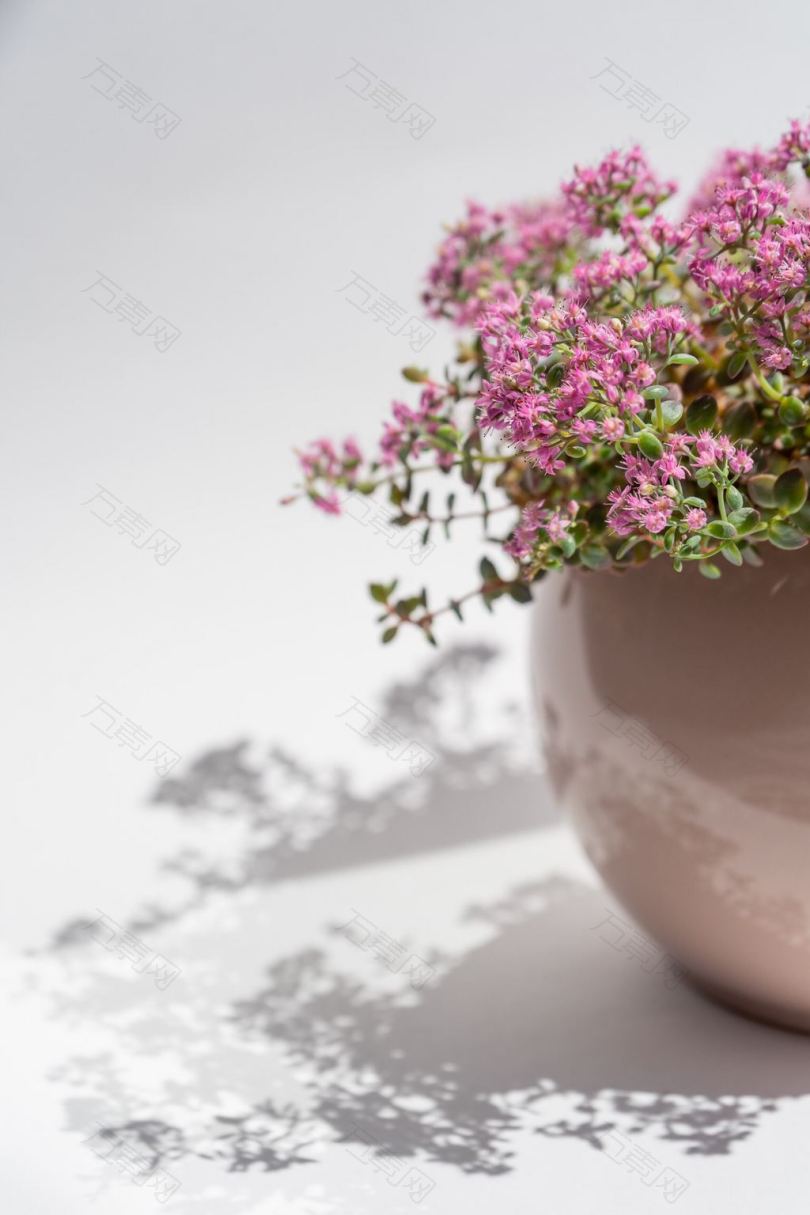 灰色的陶瓷花瓶中的粉色花朵