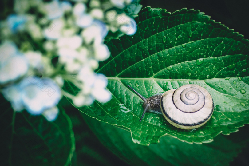 绿叶植物蜗牛的选择性聚焦摄影