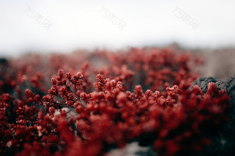 特写摄影中的红色花瓣花