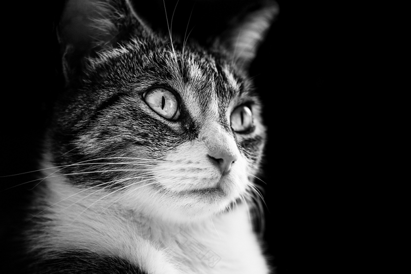 银色斑纹猫的灰阶照片