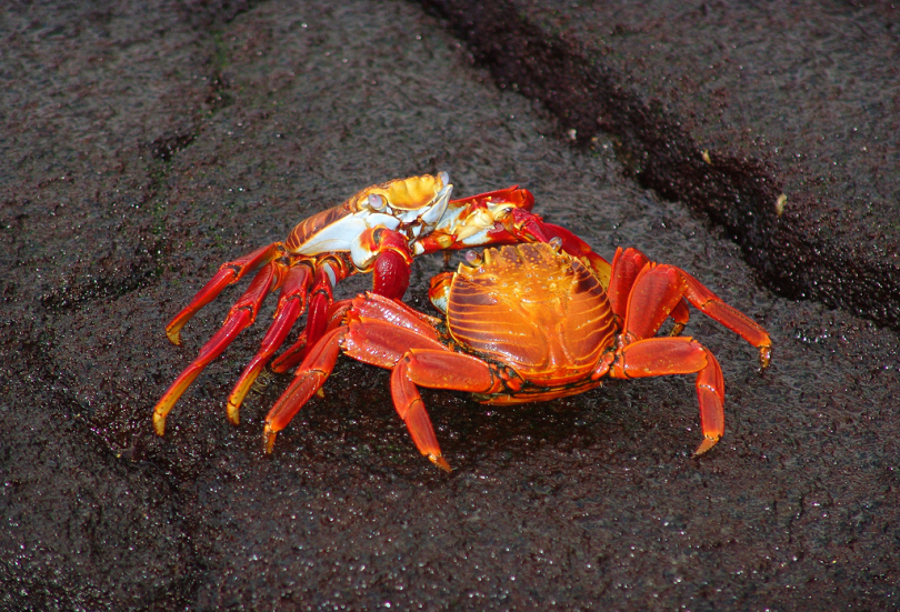 灰沙上的两只红螃蟹