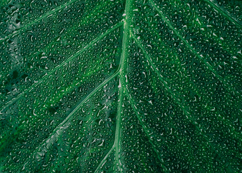 叶子湿液滴宏观上贴叶脉壁纸自然壁纸自然背景茎自然新鲜雨水植物生命植物花园水全框