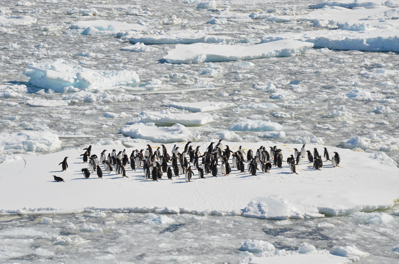 冰场上的黑白企鹅
