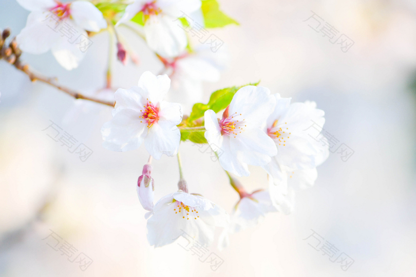 白花树的选择性聚焦摄影