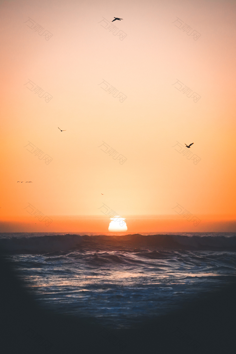 日落时海面上飞鸟的轮廓