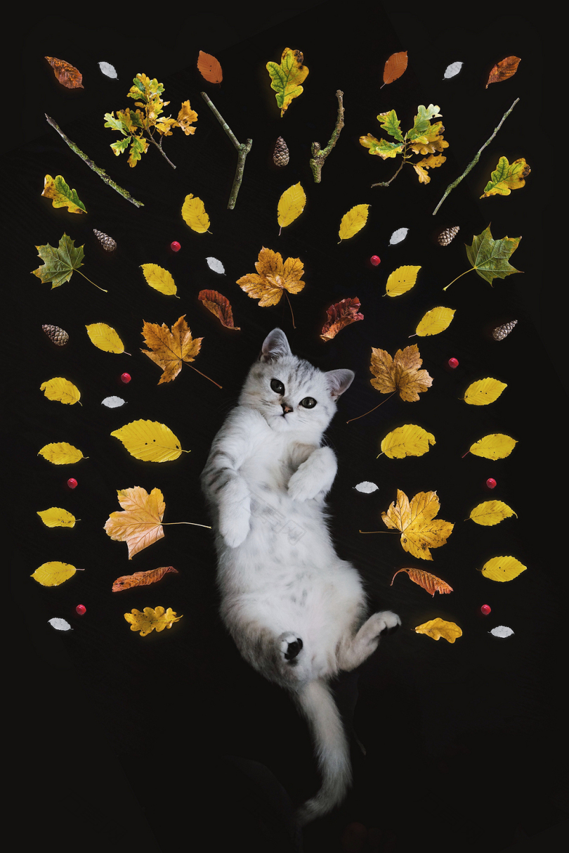 银色斑纹猫被树叶环绕