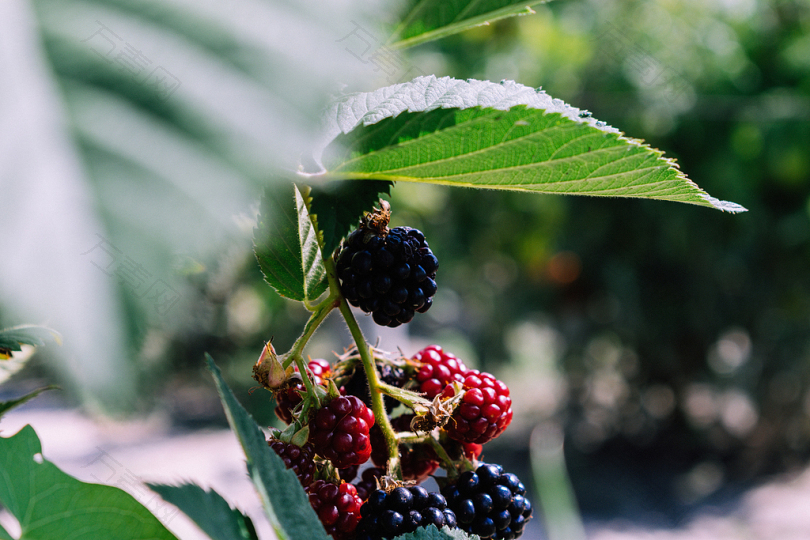 红蓝树莓的选择性聚焦摄影