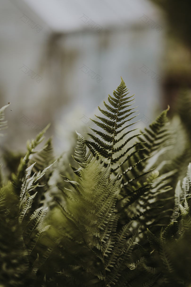 绿色蕨类植物白天选择性聚焦照片