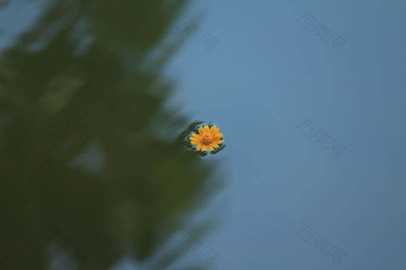 黄雏菊花在水体上的聚焦照片