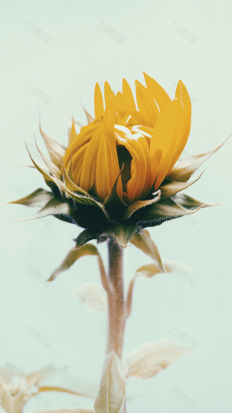 黄色向日葵的浅聚焦摄影
