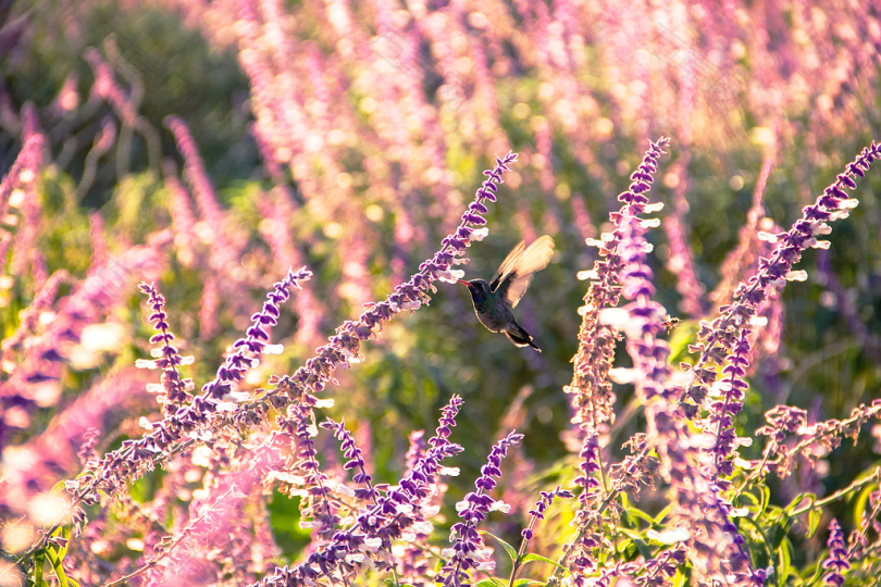 白天被花包围的黑鸟的浅聚焦摄影