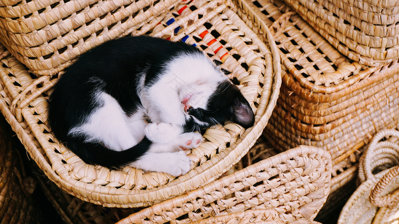 睡在褐色柳条筐上的白猫和黑猫