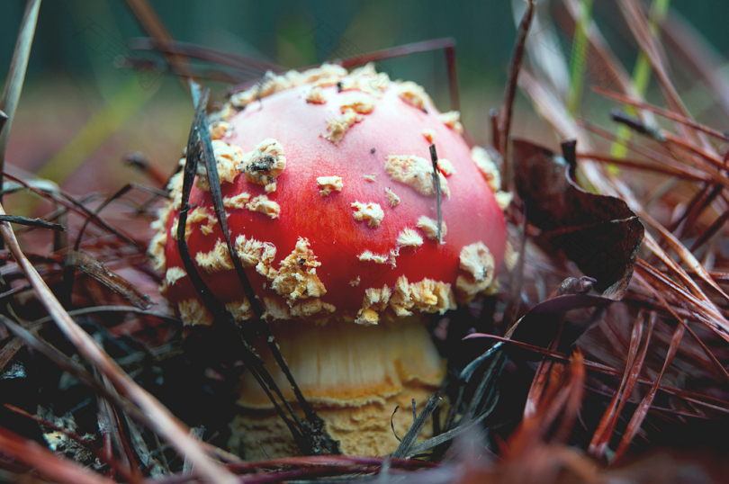 红棕色蘑菇的浅对焦摄影