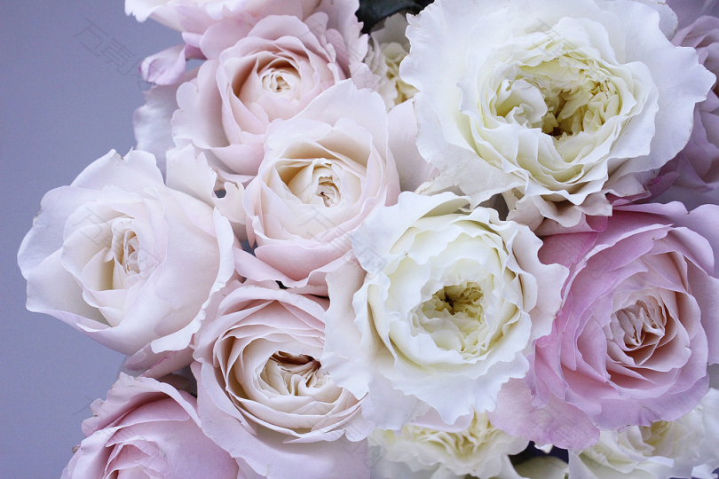 白色和粉色的花