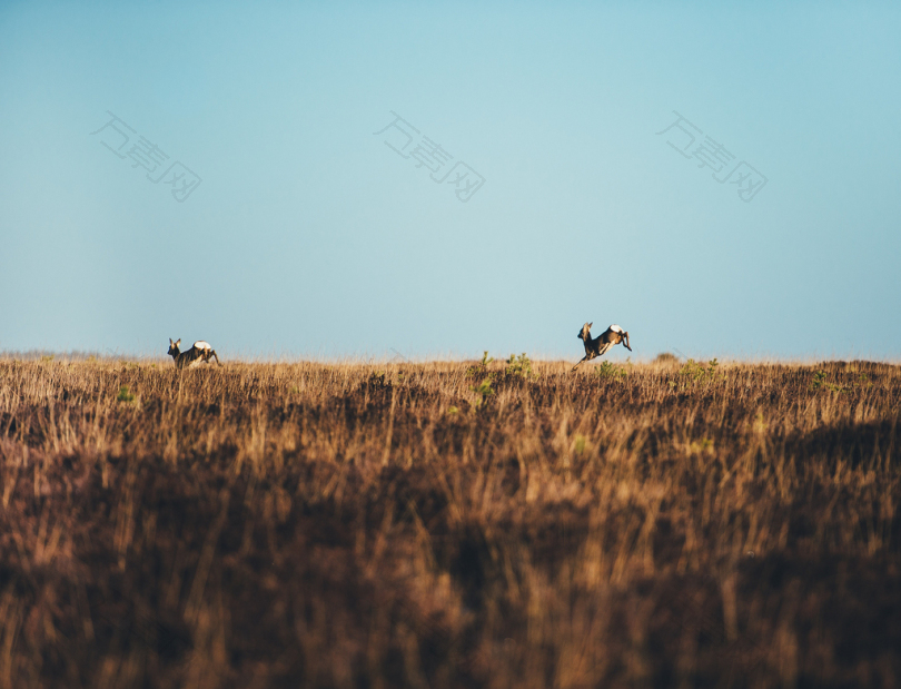 白天在棕色草地上奔跑的两只棕色的鹿
