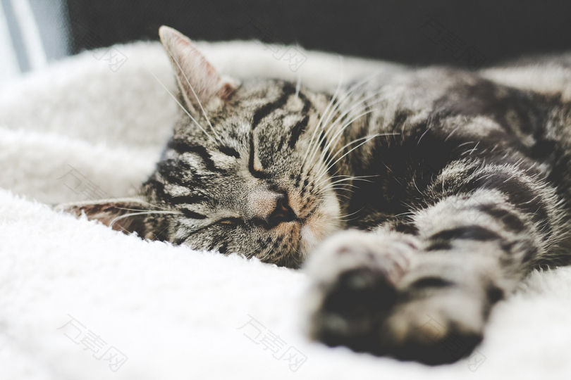 睡在白色纺织品上的银斑猫