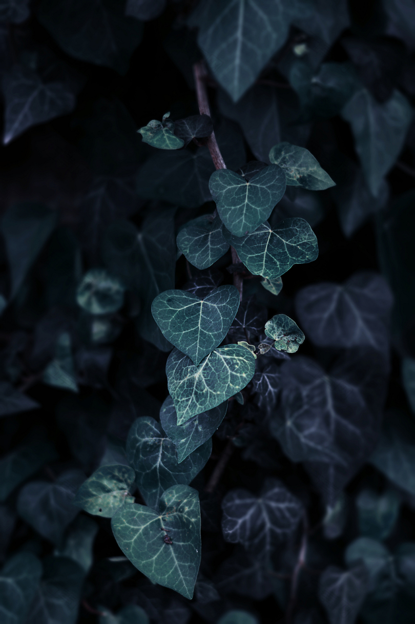 iPhone背景摄影绿色蓝色春天大自然花卉植物丛林森林树木