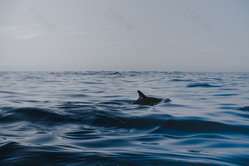 水中的海豚