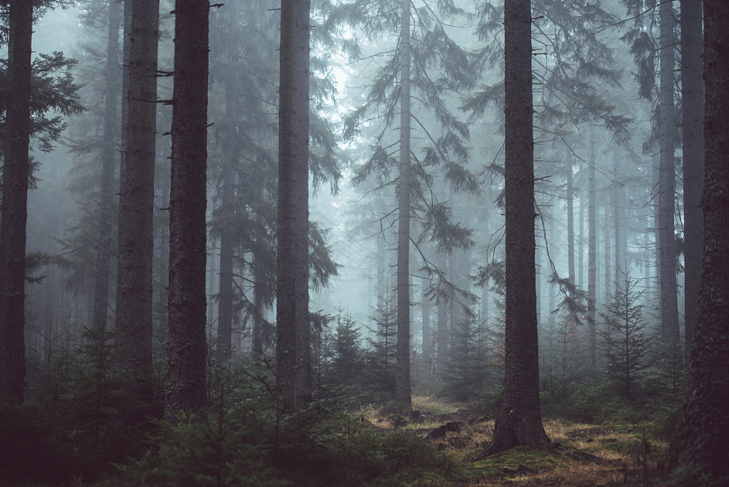 白天被雾笼罩的森林