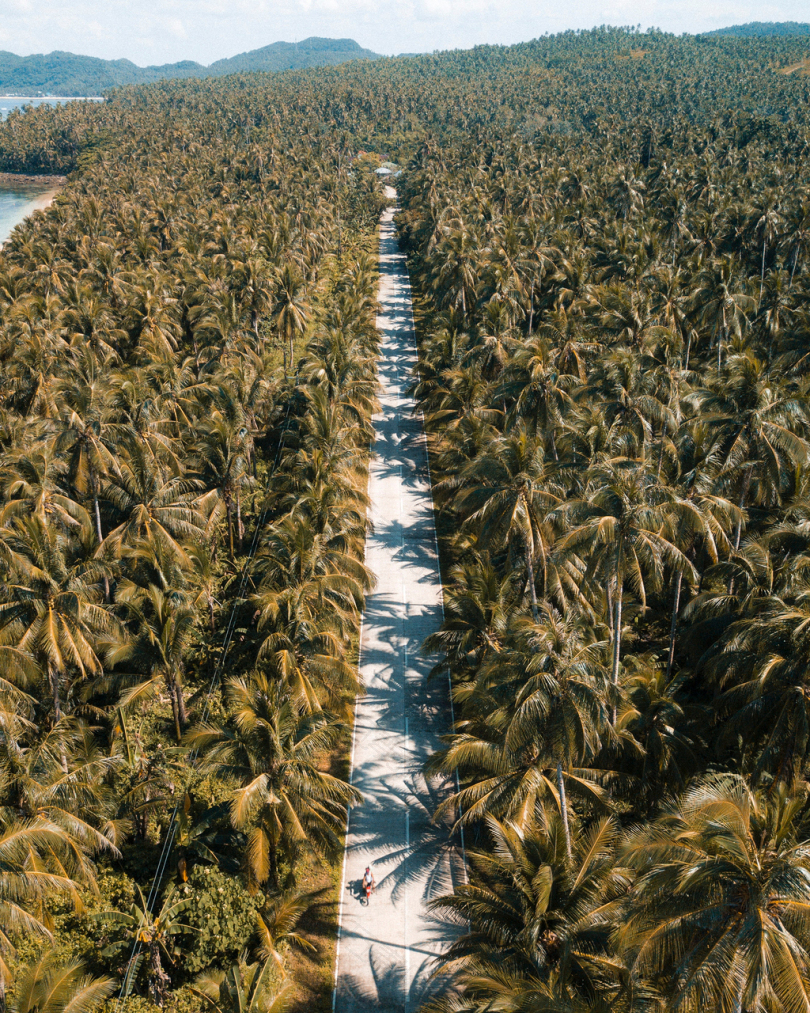 椰树白天的鸟瞰摄影