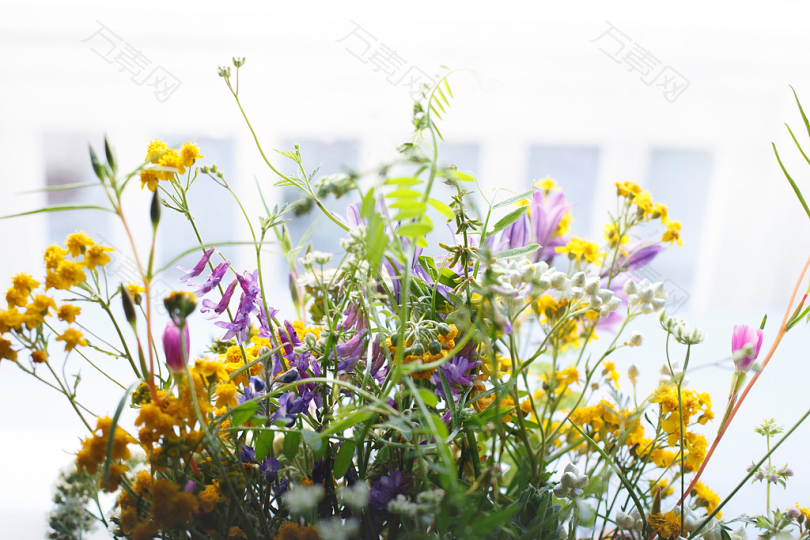 黄色和紫色的花瓣花