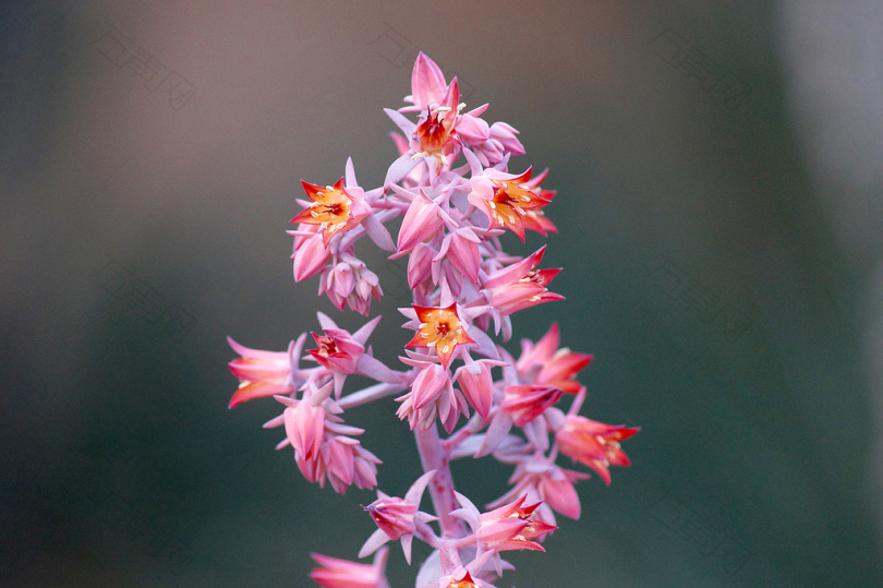 粉红色花瓣的选择性聚焦照片
