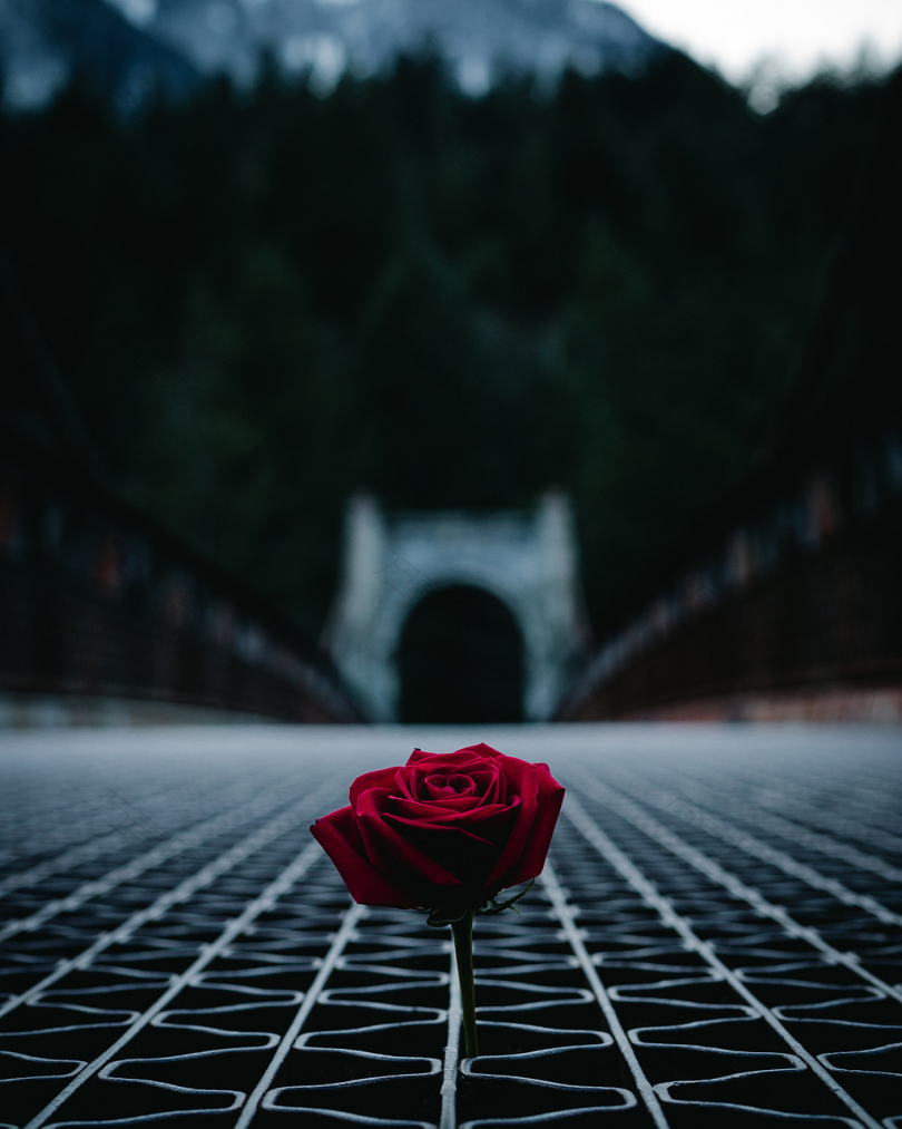 白天在桥中间红玫瑰